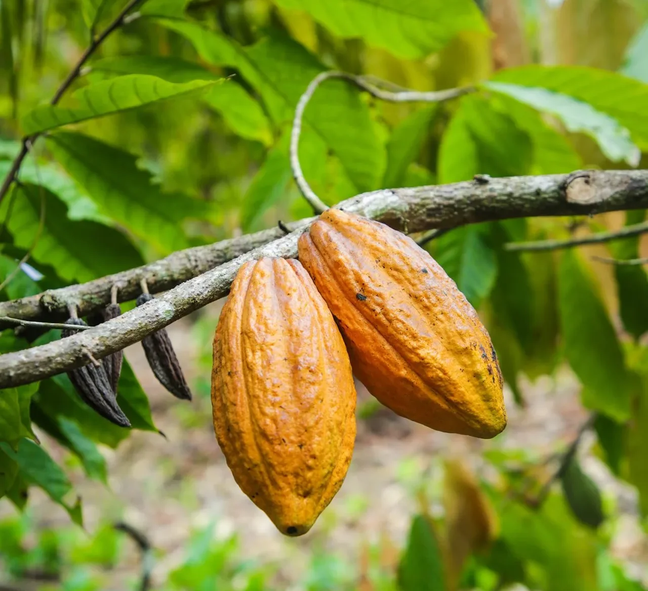 centho cocoa trace 3